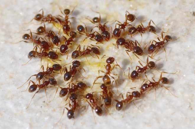 Кучка муравьев