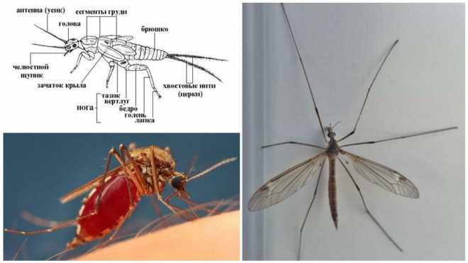 Анатомия комара