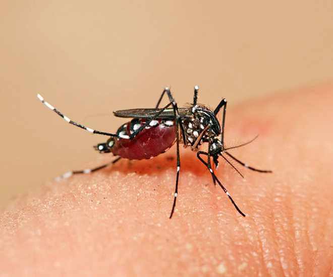 Марярийный комар кусает