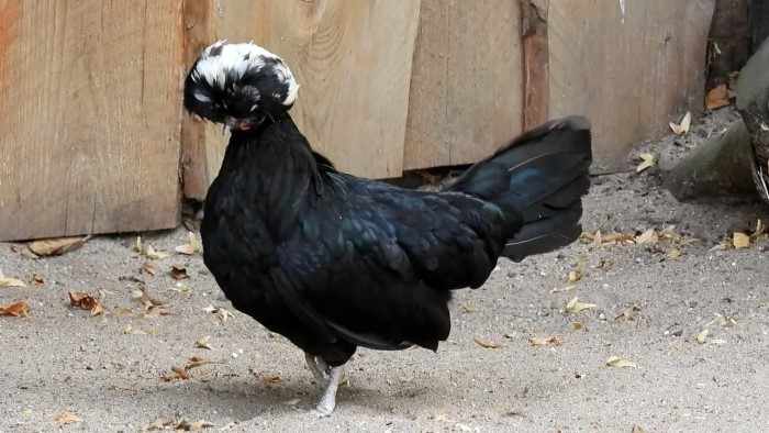 Интересные чёрные породы кур