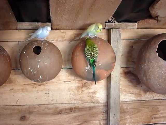 Птицы около гнездовых домиков