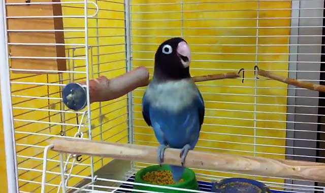 Сытый попугай - веселый попугай