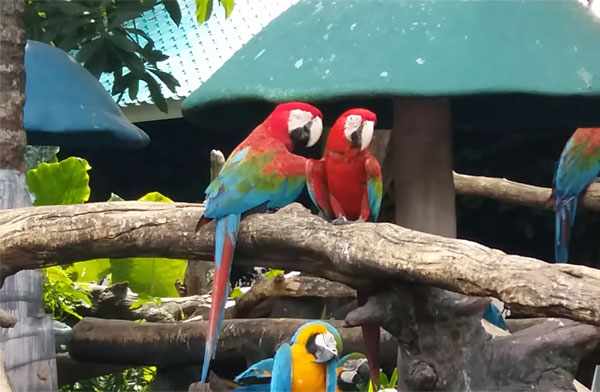 Наши наблюдения за попугаями в Таиланде