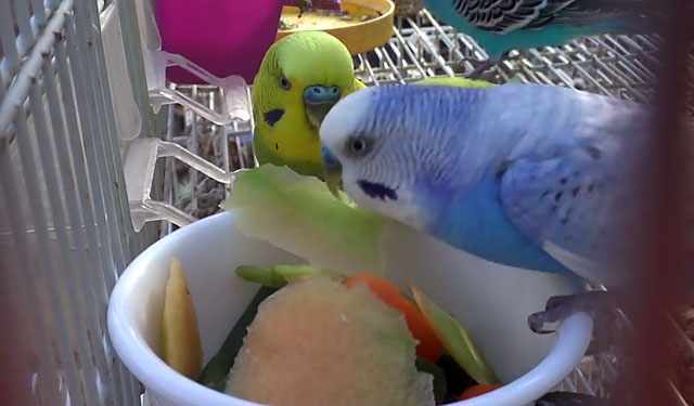Зеленый и синий попугайчики кушают