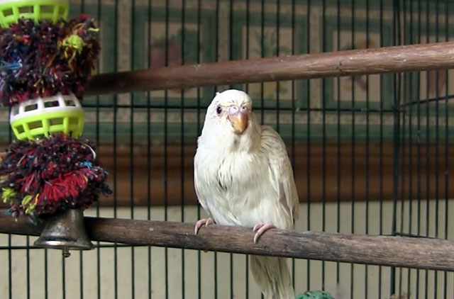 Настороженный попугай