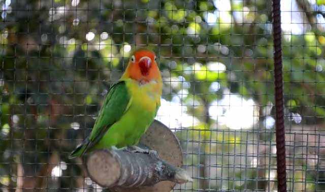 Летом попугаев можно переселить на свежий воздух