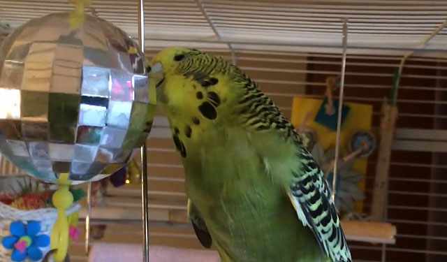 Волнистый попугай и зеркальный шар