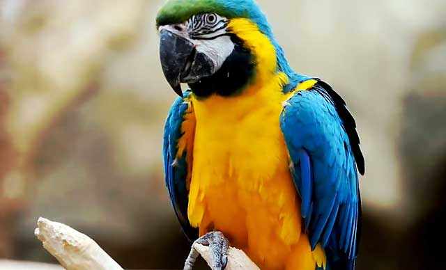 Большой и красивый попугай