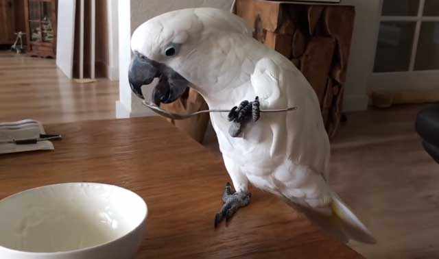 Талантливая птица ест с помощью лап