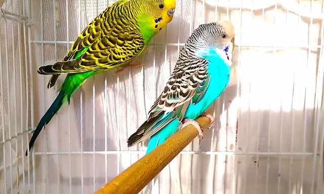 Два зеленых попугая в клетке