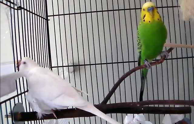 Два попугайчика перед вылетом