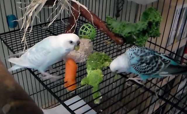 Птицы кушают овощи