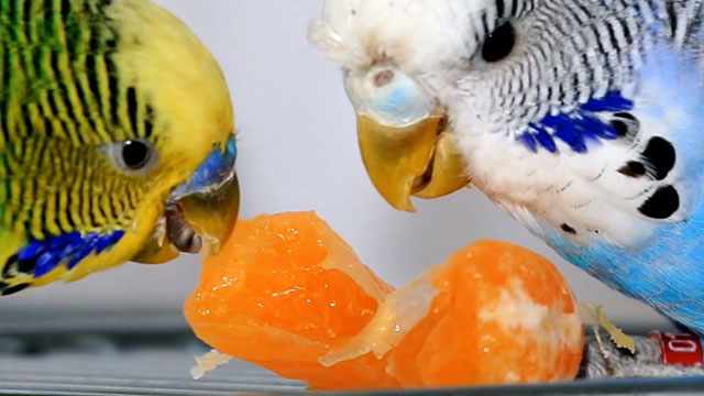 Попугайчики грызут апельсин