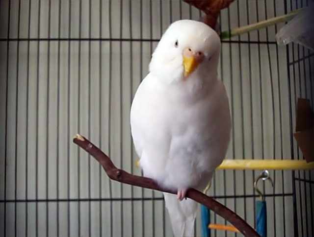 Белый попугай сидит на веточке