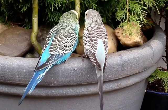 Общение двух попугаев