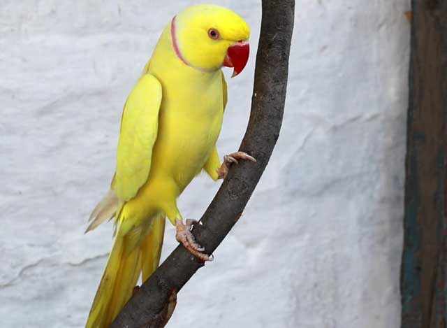 Желтый ожереловый попугайчик на ветке