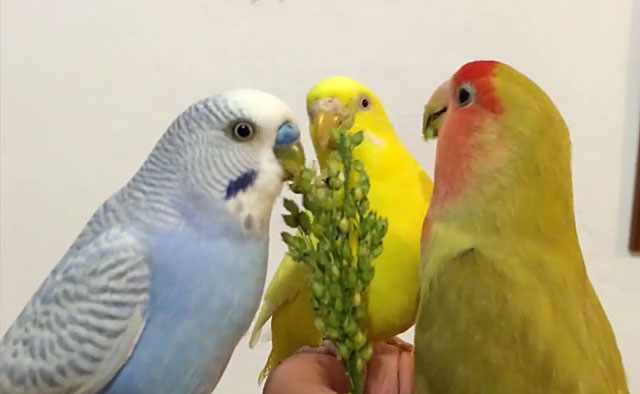Три дружные птички