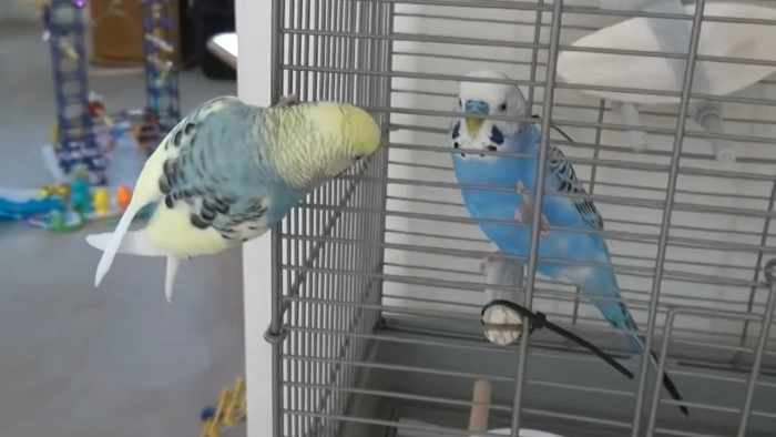 Как попугай научился нецензурно разговаривать