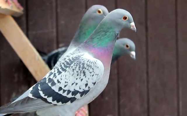 Сизые голуби