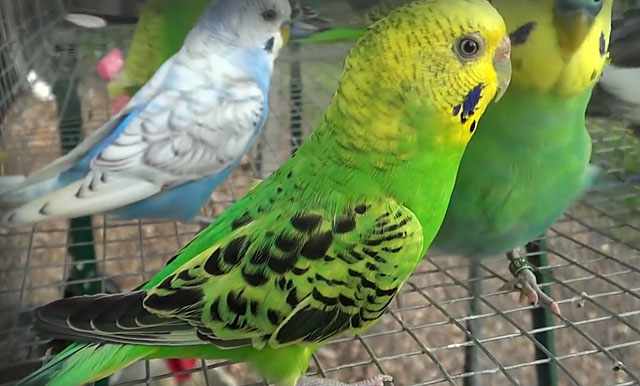 Вредители мешают нормальной жизни попугаев