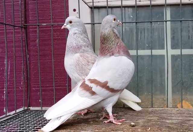 Пара голубей в клетке