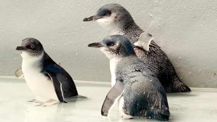 Зачем пингвинам свитера