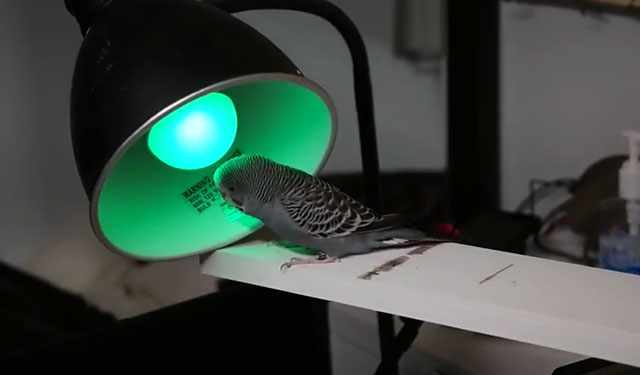 Волнистый попугай под лампочкой