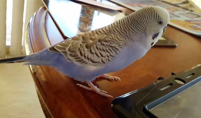 Волнистый попугай на столе