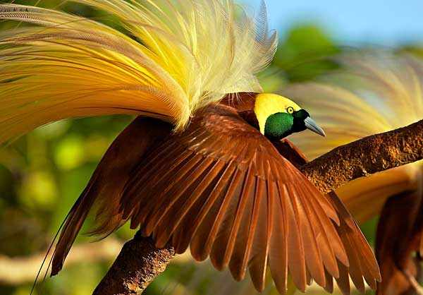 Райская птица 