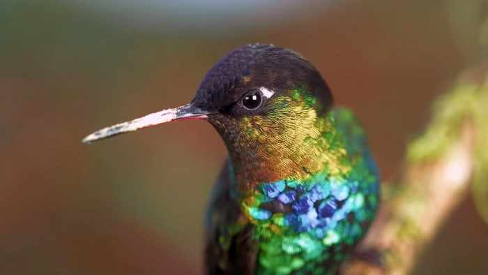 Какие враги угрожают колибри в природе