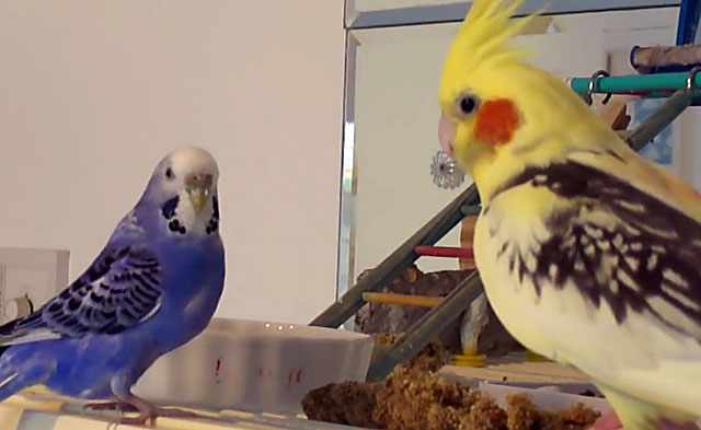 Два попугая играют на игровой площадке