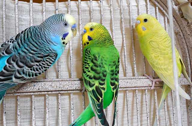 Волнистые попугайчики умеют имитировать пение других птиц