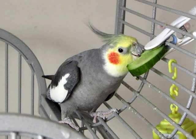 Овощи полезны для попугаев