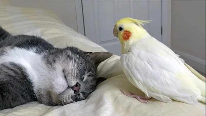 Попугай изменил поведение кошки