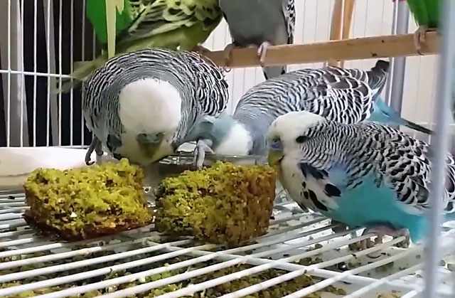 Попугаям можно только белый хлеб
