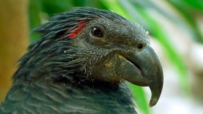 Орлиный попугай Дракула - питомец ценой в полмиллиона рублей