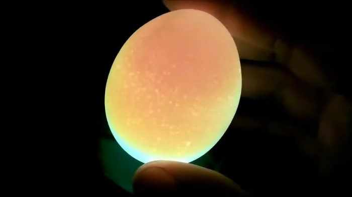 Если не овоскопировать инкубационные яйца, можно потерять весь выводок