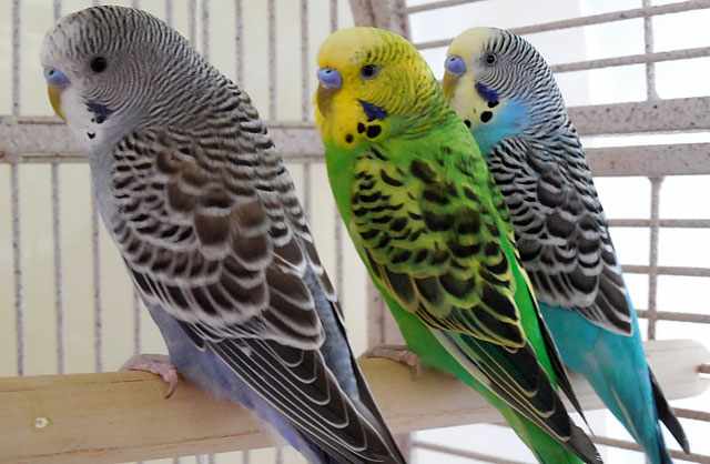 Три попугая в клетке
