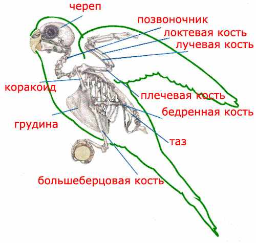 Скелет волнистого попугая