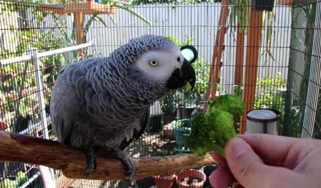 Овощи полезны для здоровья птиц 