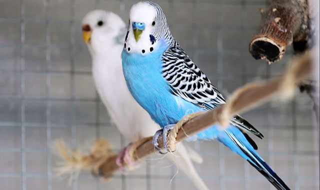 Синий и белый попугаи