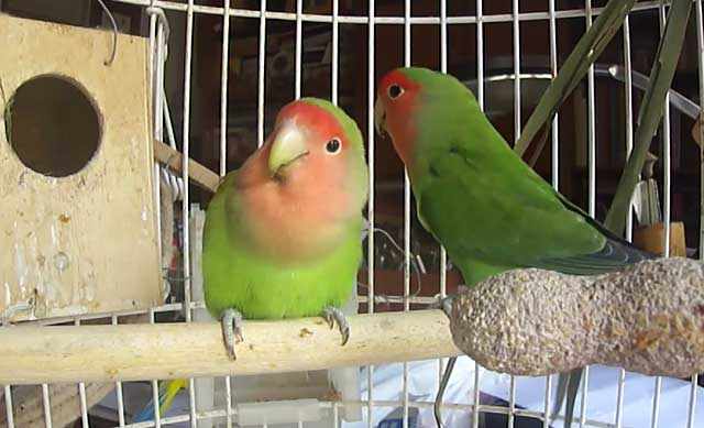 Безобидные попугайчики могут вызвать аллергию