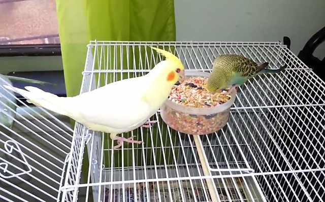 Птички разного вида могут подружиться
