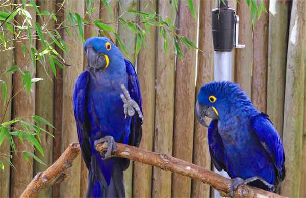 Наши наблюдения за попугаями в Таиланде