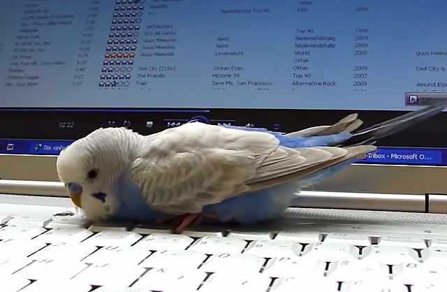 Птица на клавиатуре
