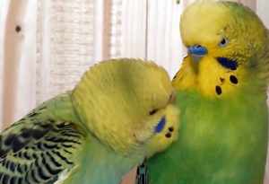 Естественный цвет попугаев - зеленый