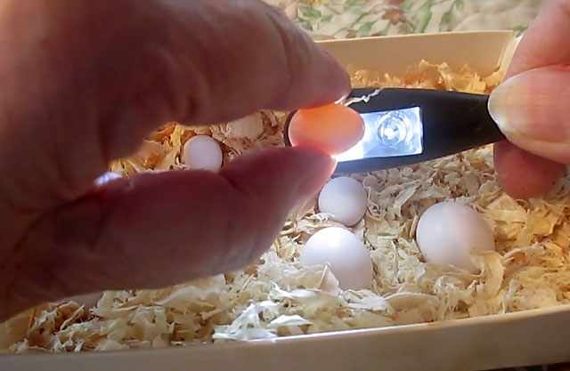Просвечивание яиц