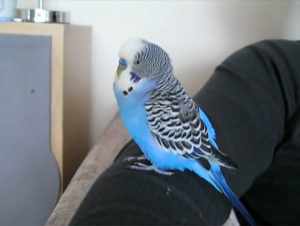 Попугай с сине-белой окраской