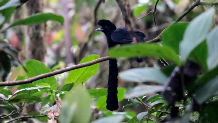 У эквадорских зонтичных птиц мешки не под глазами, а под горлом