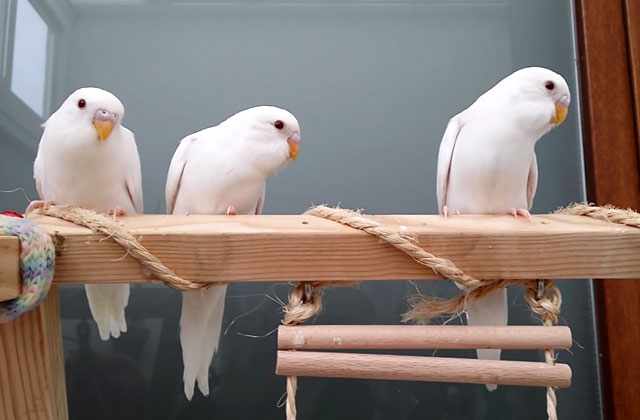 Три попугая альбиноса на игровой площадке